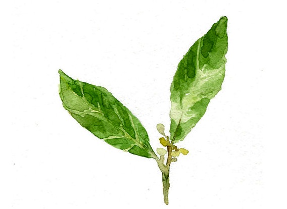 Medicinal properties of Bay Leaves