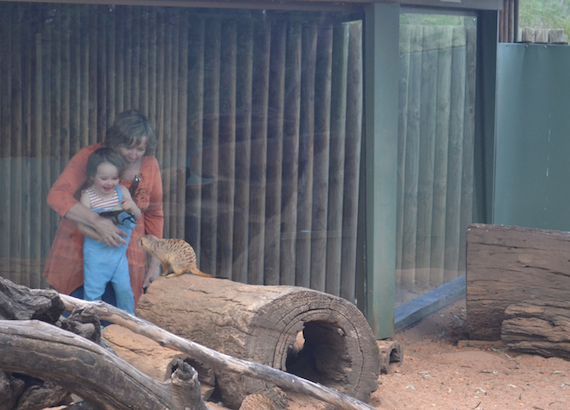 Zoofari Experience | Taronga Western Plains Zoo Review | Dubbo | Patchwork Cactus 10