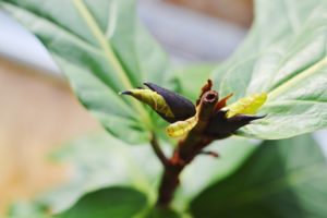 How to Prune a Fiddle Leaf Fig and propogate the cuttings