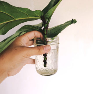 How to Prune a Fiddle Leaf Fig and propogate the cuttings